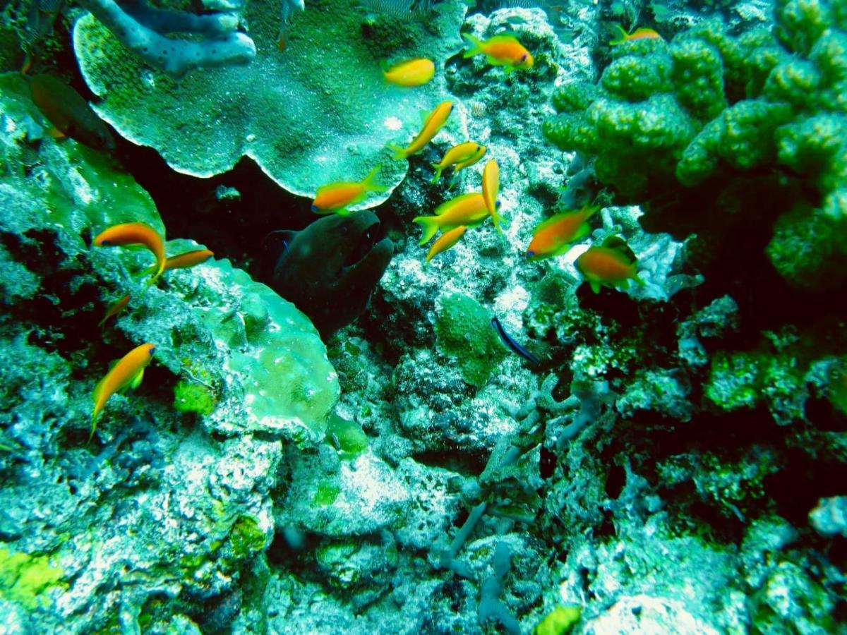 Royal Reef Stay Мативери Екстериор снимка